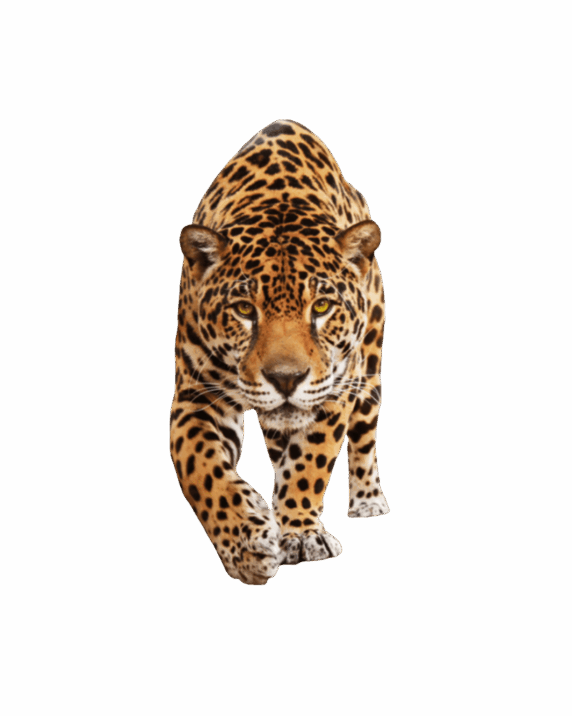 Untitled design-30 copy 2
